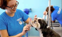 In-Salon Grooming Services at Pampered Tails (Up to 62% Off). Two Options Available.