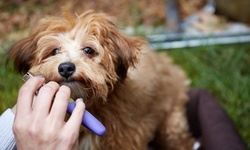Bath, Brush, and Nail Clippings for Dogs at Vanity Pups (Up to 51% Off)