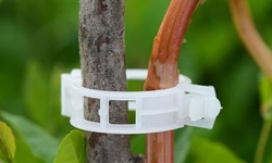 50/100Pcs Plant Support Clips for Garden Vine to Grow Upright