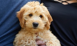 Up to 35% Off on Grooming - Pet (Retail) at Aww Pet Spa