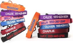 One, Two, Three, Five, or 10 Personalized Cat Collars from Qualtry (Up to 80% Off)
