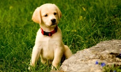 $25 for $75 Towards Products from The Pet Supplies Store