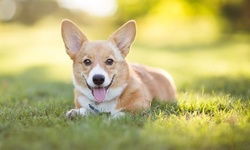 10+ Page Pet Astrology Report from Astrologic Answers (63% Off)