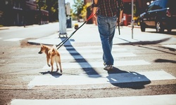 One or Three Private 60-Minute Lessons with Dog Trainer and Behaviorist at Dog Training Anytime (Up to 41% Off)
