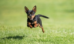 Three Days of Dog Daycare or Two Days of Dog Boarding at PawSpa Resort (Up to 59% Off)