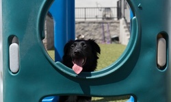 $17 for One Full Day of Day Camp for a Dog at Best Friends Pet Hotel ($24 Value)