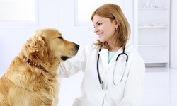 Veterinary Support Assistant Course with Optional Pet Nutrition Course from Holly and Hugo (Up to 93% Off)