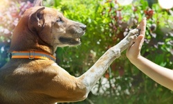 Online Animal Physical Therapy, Pet First-Aid and CPR, or Both Courses from Holly and Hugo (Up to 92% Off) 