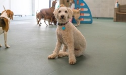 Dog Boarding at Best Friends Pet Hotel (Up to 61% Off). Six Options Available.