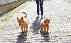 One, Three, or Five 30-Minute Pet-Sitting Visits from Fuzzie Paws (Up to 55% Off)