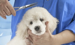 Up to 40% Off on Pet - Grooming / Salon at Diamond Collar Dog Spa
