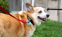 Three or Six Dog Visits and Walks from Snout About Pet Sitting (Up to 68% Off)