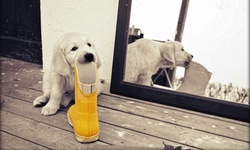 Up to 51% Off on Pet - Sitter / Walking at Hand in Paw Pet Services