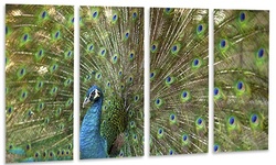 Beautiful Peacock with Feathers - Animal Glossy Metal Wall Art
