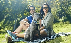 $200 for $400 Worth of Services — Dog Univeristy