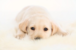$110 for $200 Worth of Services — Boneheadz Dog Training