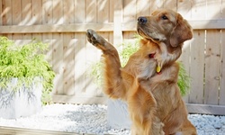 $105 for $150 Worth of Services — Khalani Trains Dogs