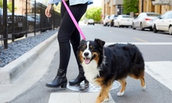 $58 for $125 Towards 30-Minute Dog Walks from Waggy Walkys