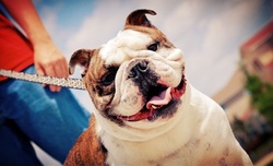 $25 for $50 Worth of Pet Care from Shake Wag Love