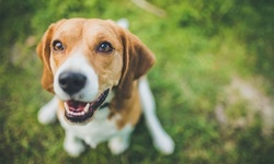 $79 for Pet Allergy Assessment Kit with Free Shipping at Allergy Test My Pet ($99 Value)