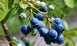 Wild-Food and Ecology Tour for Two, Four, or Six from "Wildman" Steve Brill (Up to 65% Off)