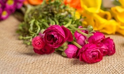Up to 57% Off on Floral Arrangement Services at Oviedo Bloom