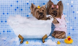 Grooming for Small, Medium, Large, or Extra Large Dog at Mr. Speck's Playhouse (Up to 15% Off)