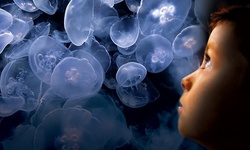 $40.50 for a One-Year Family Membership to Cabrillo Marine Aquarium ($75 Value)