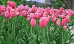 Pink Cotton Candy Spring Tulip Flower Bulbs (8pk, 16pk, 40pk With Bulb Planter)