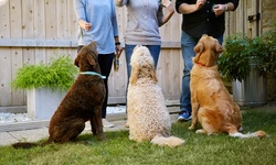 Introductory Session and One or Two Full Days of Daycare for One Dog at Paw-Some Dog (Up to 68% Off)