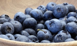 Wild-Food and Ecology Tour for Two, Four, or Six from "Wildman" Steve Brill (Up to 68% Off)