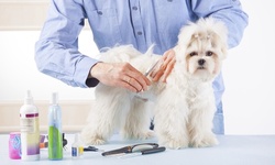 Online Dog Grooming Course at Holly and Hugo (89% Off)  