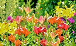 Lilium Oohs & Aahs Daylily Flower Mix (10-, 20-, 50-Pack With Bulb Planter)