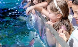 Family Pack, or Admission at SeaQuest Roseville (Up to 32% Off). Two Options Available.