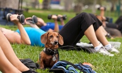 Four or Eight Fitness Classes and Dog Training at Zen & Zip Fitness (Up to 72% Off)