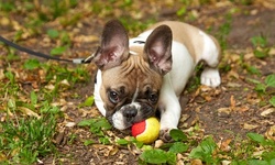 One or Three Days of Dog Boarding at Romaine Creek Veterinary Center (Up to 52% Off). Six Options Available.