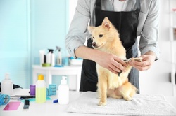 Up to 50% Off on Pet - Grooming / Salon at Elite Pet