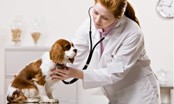 $50.40 for a Dog-Vaccination Package at Sun-Surf Animal Hospital ($119 Value)