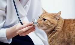 Full Physical Exam for One Pet at Tarpon Animal Hospital (Up to 61% Off)
