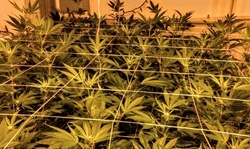One-Hour Cannabis Grow Walking Tour Admission for One, Two, or Four from Weed Bus LA (Up to 61% Off)