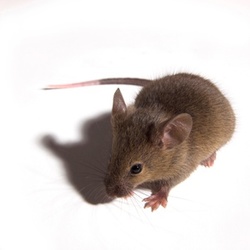 One-Week Rodent-Trapping Program and Entry-Point Inspection from Pest Eliminators Inc (44% Off)