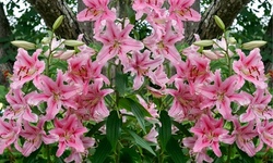 Giant Star Kissed Lily Flower Bulbs (6-, 12-, 30-Pack With Bulb Planter)