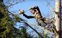 $799 Off $999 Worth of Tree Removal