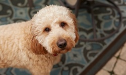 One or Three Overnight Boardings for One Small or Medium Dog at Muttserati (Up to 58% Off)