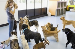Up to 51% Off on Kennel / Pet Boarding at Red Dog Inn and Resort