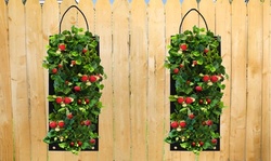 Organic Strawberry Vertical Grow Bag-6 Bare Roots (1, 2, or 4 Pack w/Tool) 
