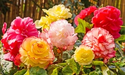Giant Blooming Begonia Flower Bulbs(3pk, 6pk, 12pk-w/ Planting Tool)