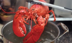 Vouchers Toward Seafood from Maine Lobster and Seafood (Up to 80% Off) 