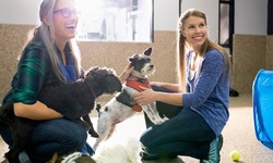 One or Six "Careers with Animals" Online Courses from Holly and Hugo (Up to 94% Off) 