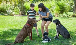 Dog Commands For Beginners Course from Holly and Hugo (80% Off)